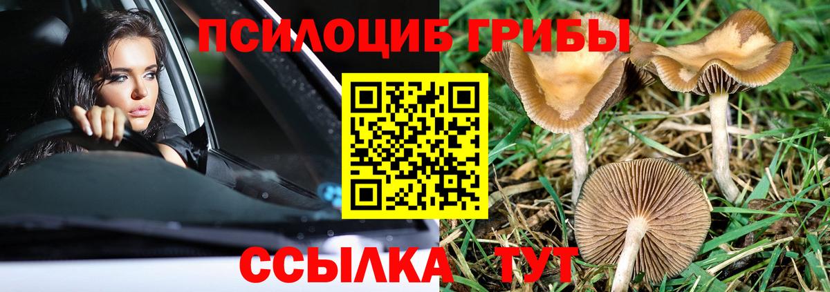Каменка  дарнет шоп  Вход с VPN  Галлюциногенные грибы Cubensis 